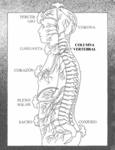 Anatómicamente cada chakra principal se asocia con un plexo nervioso principal y con una glándula endocrina. Los chakras principales se hallan en línea vertical ascendente desde la base de la columna vertebral hacia el cráneo.
