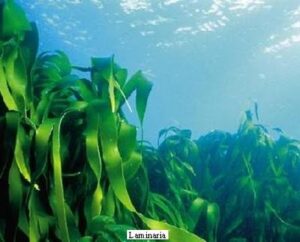La base principal de los usos industriales de las algas marinas es la obtención de alginato, agar y carragenina, que son espesantes y gelificantes que se extraen de éstas. La utilización de las algas marinas como fuente de esos hidrocoloides se remonta a 1658, cuando se descubrieron en el Japón las propiedades gelificantes del agar, extraído mediante agua caliente de un alga roja. Los extractos de musgo perlado, que es otra alga marina, contienen carragenina y fueron muy utilizados como espesantes en el siglo XIX; mientras que los extractos de algas pardas no empezaron a producirse comercialmente y a venderse como espesantes y gelificantes hasta el decenio de 1930. 