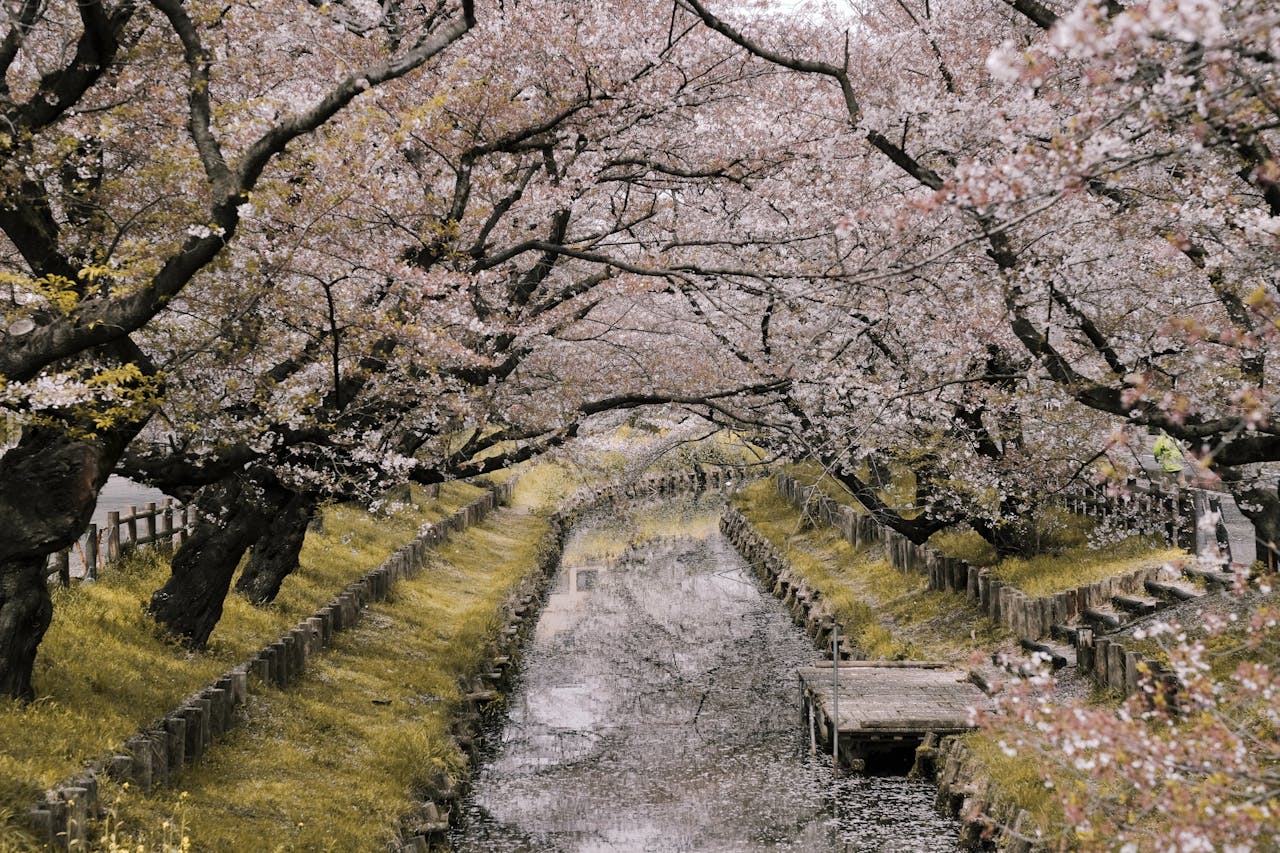 Sakura: Una Antigua Leyenda Japonesa sobre el Amor